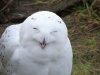 Аватар для Polar Owl